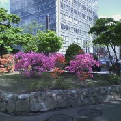 １丁目のツツジ