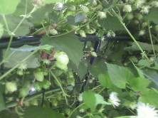 ８丁目のホップ