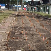 チューリップの芽