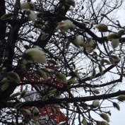 西７丁目キタコブシ