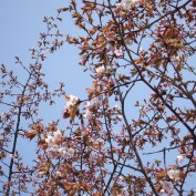 エゾヤマザクラ