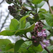 7丁目ライラック