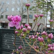 西７丁目のヨドガワツツジ