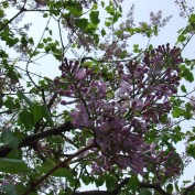 ５丁目のライラック