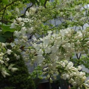 ５丁目のライラック白