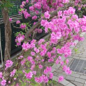 ヨドカワツツジ