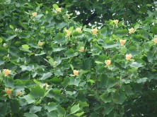 ７丁目ユリノキ