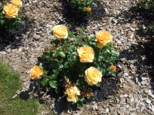 バラ　ユリイカ