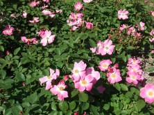 ニアリーワイルド