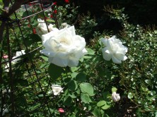 つるフラウカールドルシュキ