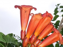 アメリカノウゼンカズラ