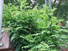 アメリカノウゼンカズラ