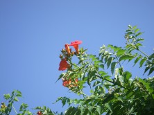 ２丁目アメリカノウゼンカツラ