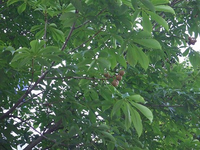 ７丁目トチノキ