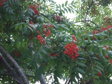 ４丁目ナナカマド