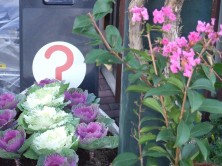 サルスベリと葉ボタン