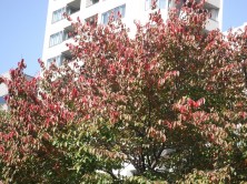 エゾヤマザクラ