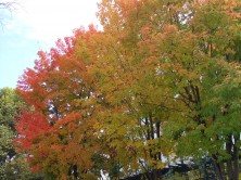 ２丁目サトウカエデ