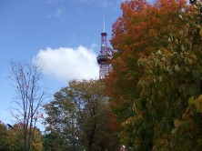 ２丁目ハウチワカエデ