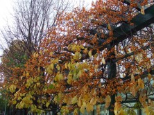 ２丁目ツルウメモドキ