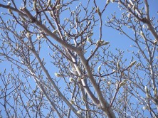 シモクレンの枝