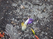 ２丁目のクロッカス