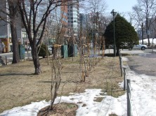 西１０丁目のライラック