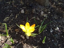 ７丁目のクロッカス