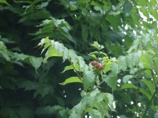 アメリカノウゼンカズラ