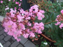 7丁目サルスベリ