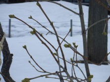 8丁目ライラック