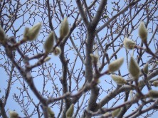 12丁目モクレン