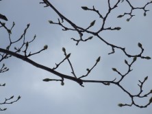 12丁目モクレン２