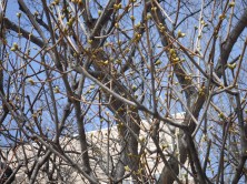 １１丁目北ライラック