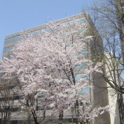 ７丁目ソメイヨシノ