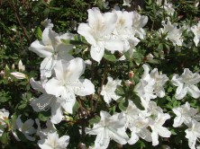 リュウキュウツツジ