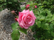 メーンバーナー