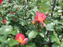 レインボーソルベット