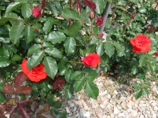 オリンピックファイヤー