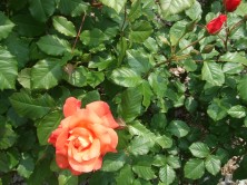 ブェスターランド