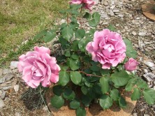 エンジェルフェイス