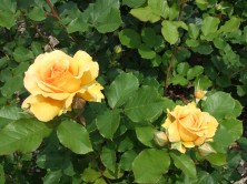 ハニーパヒューム２