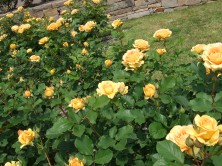 ハニーパヒューム