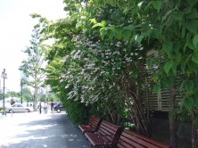 ２０１５　サラサウツギ　２