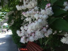 ２０１５　サラサウツギ　４」