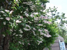 ２０１５　サラサウツギ３