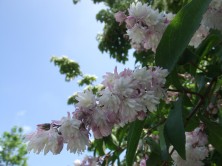 ２０１５サラサウツギ　１