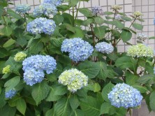 7丁目のアジサイ１