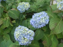 7丁目あじさい２