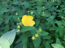 4丁目キンシバイ１